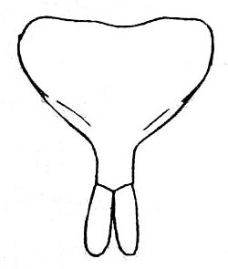 Pirmeda travancora Henry, 1940: Fig. 84 (after Henry). male subgenital plate. (Otu).