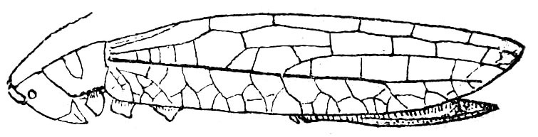 Promeca borneana Beier, 1954: Fig. 46. female (tegmen 47-52 mm, ovipositor 20-27 mm). (Otu).
