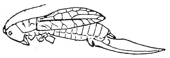 Promeca brachyptera Beier, 1954: Fig. 43. female (tegmen 18-21 mm, ovipositor 19.5-20 mm). (Otu).