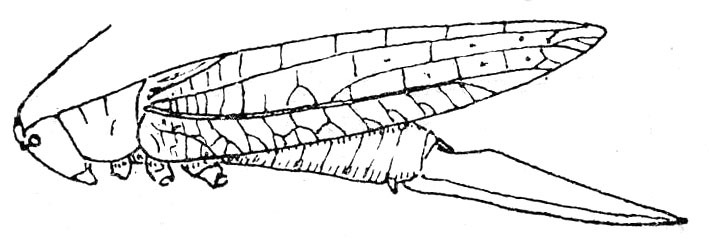 Promeca fuscescens (Haan, 1843): Fig. 42. female (tegmen 35-46 mm, ovipositor 22-27 mm). (Otu).