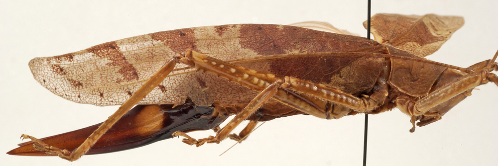 CollectionObject 1534579; 34fbace4-f9bd-457c-aeac-7f28cb7cc586: female, lateral view (holotype). (CollectionObject).