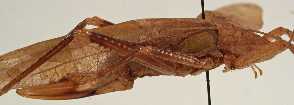 CollectionObject 1534580; 44c54400-fb61-4032-8d94-842a24351086: female, lateral view (holotype). (CollectionObject).