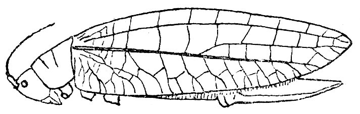 Promeca perakana Beier, 1954: Fig. 44. female (tegmen 44-45 mm, ovipositor 20-21.5 mm). (Otu).
