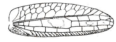 Promeca pulcherrima de Jong, 1939: Fig. 45. female right tegmen (42.5 mm). (Otu).