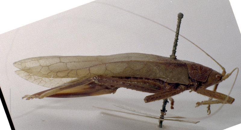 CollectionObject 1503461; MBBJ 3226038, fabd847b-3fe5-4d1e-ba2a-1553115d032a: female, lateral view. (CollectionObject).