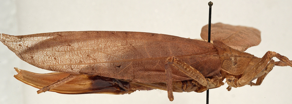 CollectionObject 1534581; 86f07855-2a94-4546-a706-36fc13c295a8: female, lateral view (holotype). (CollectionObject).