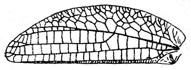 Pseudacanthoprion insulare Beier, 1954: Fig. 116. male left tegmen (length 29-30 mm). (Otu).