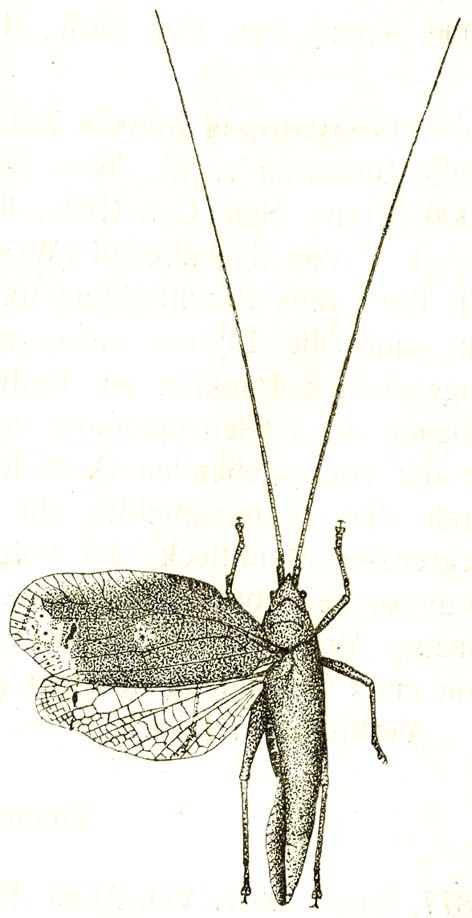 Pseudophyllomimus bruneri Karny, 1924: Fig. 79. male, dorsal view (tegmina length 28 mm). (Otu).