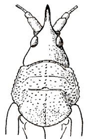 Rhinodera spinifrons Beier, 1955: male, female head and pronotum, dorsal view. (Otu).