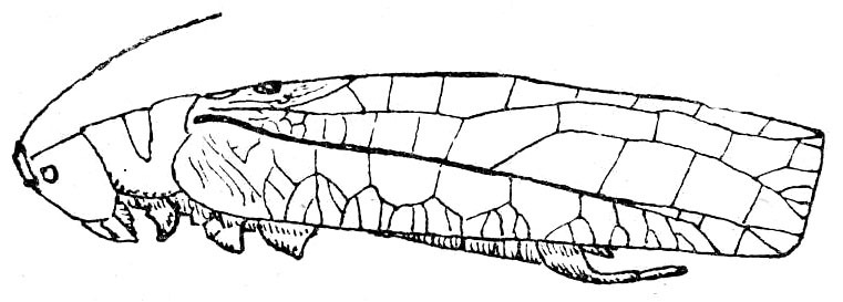 Temnophyllus atrosignatus Brunner von Wattenwyl, 1895: Fig. 47. male (tegmen 46.5-50 mm). (Otu).