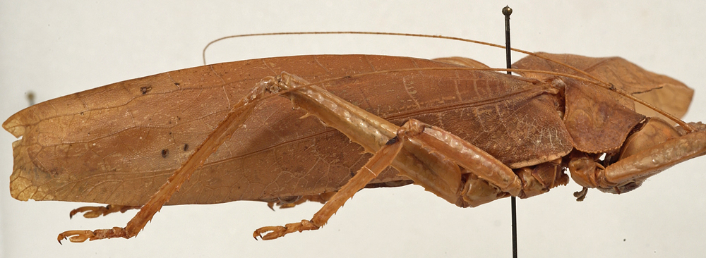 CollectionObject 1534583; 202f17db-b7e5-4cf3-82ff-d09e88acea1b: female, lateral view (holotype). (CollectionObject).
