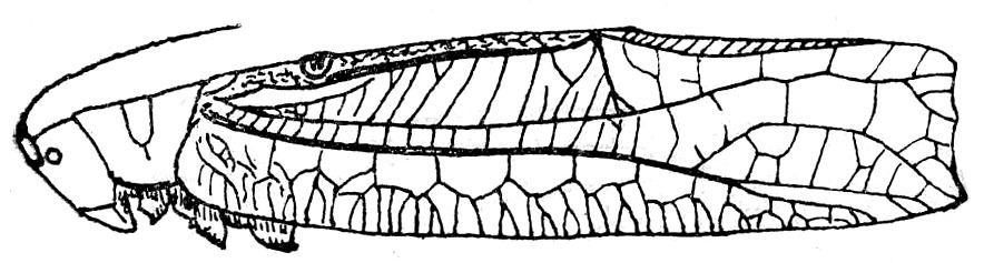 Temnophyllus knighti Kirby, 1911: Fig. 48. male (tegmen 60 mm). (Otu).
