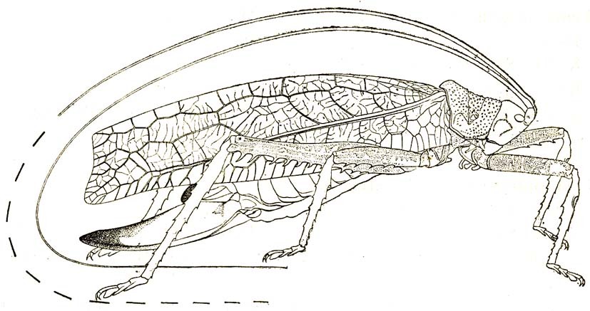 Temnophyllus sjostedti Karny, 1924: Fig. 77. female (tegmen length 70 mm, ovipositor 29.5 mm). (Otu).