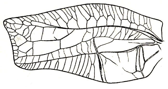 Temnophyllus speciosus Brunner von Wattenwyl, 1895: Pl. XVII, Fig. 1 (specimen from Labuan). male left tegmen, dorsal view (length 56.8 mm, median width 29 mm). (Otu).