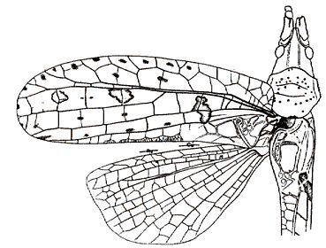 Timanthes signatipennis Stål, 1877: Fig. 97. left wings of male. (Otu).