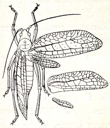 Tomias (Semiophygas) arescus (Karsch, 1896): Fig, 42. female, dorsal view (tegmen 26 mm) and male tegmen (23 mm) and hind wing. (Otu).