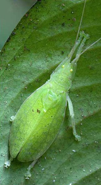 Tomias (Semiophygas) gerriesmithae Naskrecki, 2008: Fig. 10 A. male, dorsal view. (Otu).
