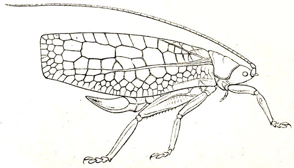 Tomias (Tomias) stenopterus Karsch, 1891: Pl. II, Fig. 5. female, habitus (tegmina 40 mm, ovipositor12.5 mm). (Otu).