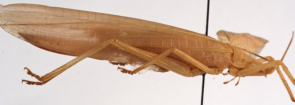 CollectionObject 1534590; 0312d2b0-01ea-40cf-8968-de2507f49c87: female, lateral view (syntype). (CollectionObject).