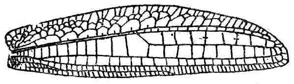 Tympanoptera angustipennis angustipennis (Brunner von Wattenwyl, 1895): Fig. 107. female right tegmen (50-52 mm). (Otu).