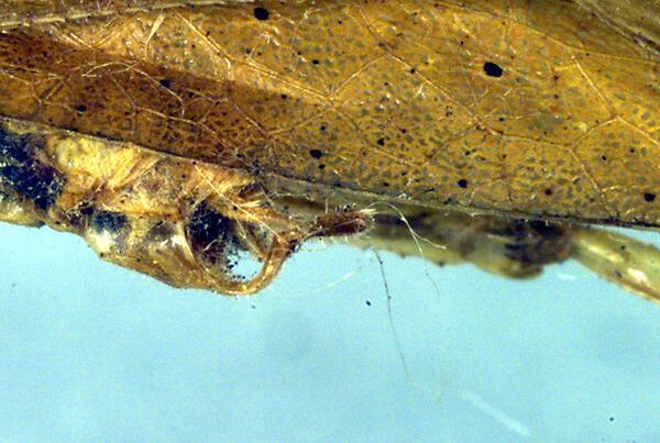 CollectionObject 1500420; 1f25f788-cfc2-44cb-8d1f-5af070486bd9, DORSA BTtymminHTM: cerci (holotype). (CollectionObject).