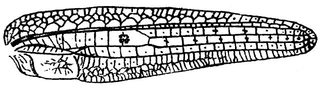 Tympanoptera angustissima Karny, 1924: Fig. 108. male right tegmen (51 mm). (Otu).