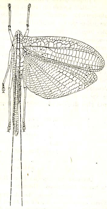 Tympanoptera annulata Karny, 1924: Fig. 80 (too many cross veins from Rs). male, dorsal view (tegmina length 45.5 mm). (Otu).
