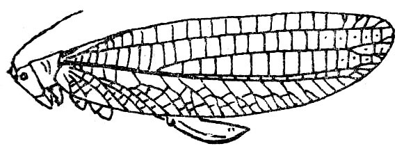 Tympanoptera brevixipha Beier, 1954: Fig. 105. female habitus (tegmen length 40 mm, ovipositor 9.5 mm). (Otu).