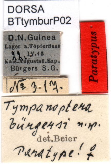 Tympanoptera buergersi buergersi Beier, 1954: male labels (paratype). (Otu).