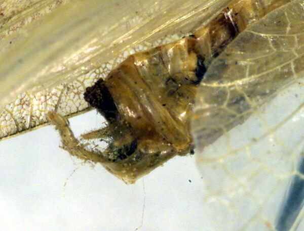 CollectionObject 1500417; 9c0c9129-e26f-4bda-8af6-38ba27515894: male cerci (holotype). (CollectionObject).