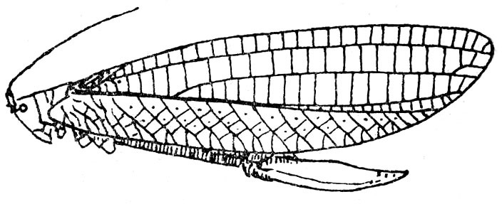 Tympanoptera grioleti Pictet & Saussure, 1892: Fig. 104. female habitus (tegmen length 40-51 mm, ovipositor 17-19 mm). (Otu).