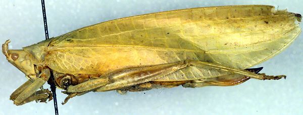 CollectionObject 1500418; fa6bbd0a-17f1-4cd6-839c-4db92d21fa8a: female (holotype). (CollectionObject).