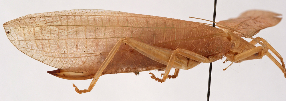 CollectionObject 1534591; 1ca1289c-74e9-4290-8c33-84a927154af7: female, lateral view (holotype). (CollectionObject).