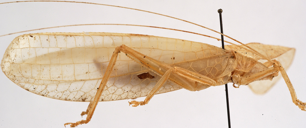 CollectionObject 1534592; 52860d61-2d82-4d7e-8536-c44584cd8d9f: female, lateral view (holotype). (CollectionObject).