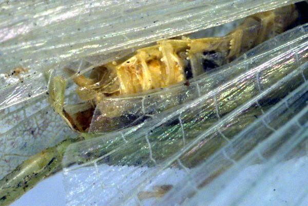 CollectionObject 1500419; dde7142e-8fd6-4768-a12a-dd585880a393, DORSA BTtymsimHTM: cerci (holotype). (CollectionObject).