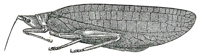 Tympanoptera philippina (Hebard, 1922): Pl. XV, Fig. 4 (after type). female (tegmen length 36.4-37.8 mm). (Otu).