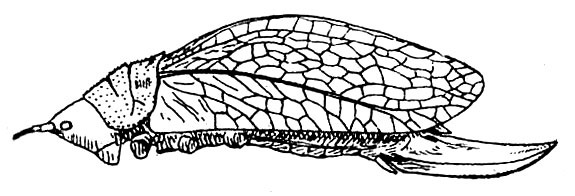 Zumala cingalensis Walker, 1869: Fig. 78. female (tegmen length 28-30 mm, ovipositor 14.3-16 mm). (Otu).