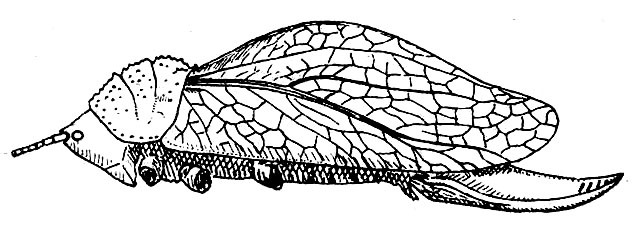 Zumala intermedia Henry, 1939: Fig. 79. female (tegmen length 32-32.6 mm, ovipositor 16-17.5 mm). (Otu).