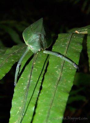 Zumala robusta Walker, 1869: identified by D.P. Wijesinghe. female, frontal view (Sri Lanka, on giant fern Angiopteris evecta). (Otu).