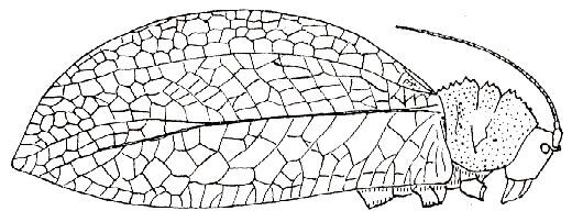 Hemigyrus (Hemigyrus) tonkinensis Beier, 1954: Fig. 82. female habitus (tegmen length 65 mm). (Otu).