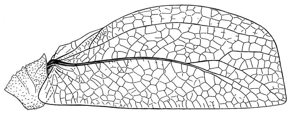 Hemigyrus (Tomomima) major Gorochov & Kang, 2003: Fig. 1. male pronotum (8.5-10 mm) and tegmen (43-48 mm). (Otu).