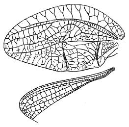 Tympanophyllum (Anaprion) auriculatum Gorochov & Voltshenkova, 2002: Pl. 2, Fig. 2. male left wings. (Otu).