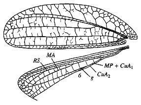 Tympanophyllum (Anaprion) citreum Gorochov & Voltshenkova, 2002: Pl. 3, Fig. 6. female left wings. (Otu).