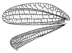 Tympanophyllum (Anaprion) maculiventris (Beier, 1954): Pl. 3, Fig. 5. female left wings. (Otu).