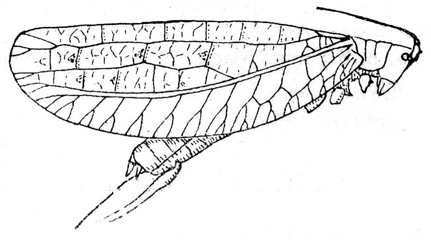 Tympanophyllum (Anaprion) maximum (Rehn, 1906): Fig. 88. female habitus (tegmen length 58-61 mm). (Otu).