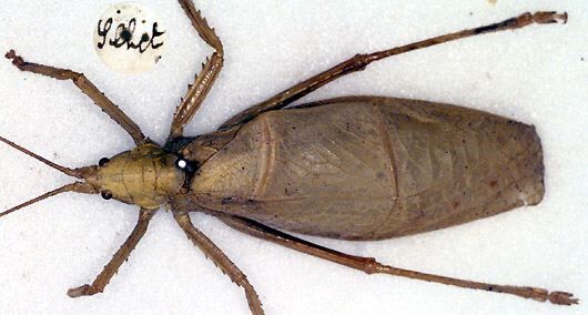 CollectionObject 1517052; 108f8c55-2a18-4aad-a1f1-65082c7c098b: male, dorsal view (holotype). (CollectionObject).