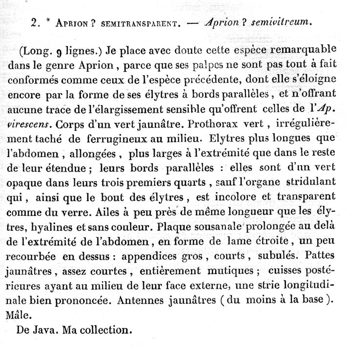 Tympanophyllum (Anaprion) semivitreum (Serville, 1838): p. 473. original description. (Otu).