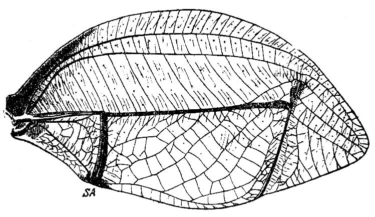 Tympanophyllum (Tympanophyllum) arcufolium (Haan, 1843): Fig. 91. male right tegmen (length 61 mm). (Otu).