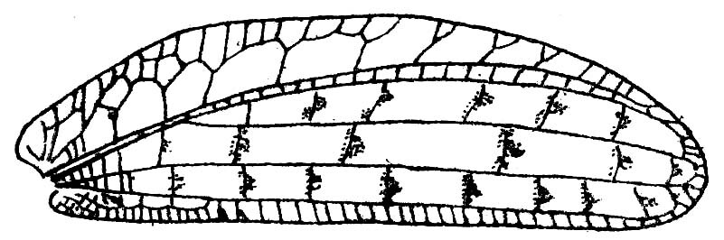 Tympanophyllum (Tympanophyllum) timanthoides de Jong, 1939: Fig. 90. female right tegmen (length 62 mm). (Otu).
