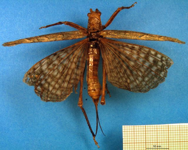 CollectionObject 1500345; f5e2f458-23a0-4fda-9722-849fcd81cab9, DORSA BTacauniHTF: female, dorsal view (holotype). (CollectionObject).